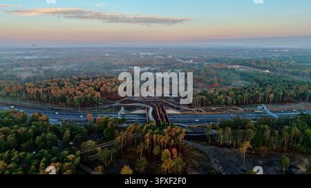 Luftbild-Drohnenaufnahme der Cockcrow-Wildtierbrücke über die A3 mitten in herbstlichem Wald nahe Wisley, Surrey, England Stockfoto