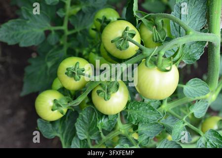 Grüne Bio-Tomaten, die an der Ranke im Garten wachsen, Hochwinkelansicht, Makro Stockfoto