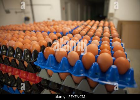 Reihen von braunen Eiern auf einer Palette in einer Lebensmittelproduktionslinie Stockfoto
