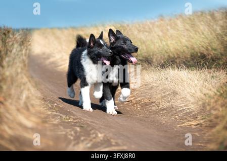 Zwei entzückende schwarz-weiße Russo-Europäische Laika-Welpen, die Seite an Seite einen Feldweg entlangrennen. Stockfoto