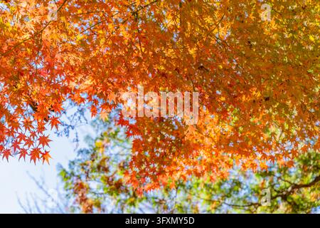 Niedrigwinklige Ansicht von dichten Ahornbaumästen, bedeckt mit leuchtend orangefarbenen und gelben Blättern vor einem klaren blauen Himmel. Stockfoto