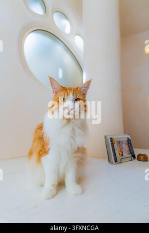 Tokio, Japan, 22. NOV 2024 - Eine flauschige orange-weiße Katze sitzt auf einer weißen Oberfläche in einem hellen Raum mit markanten ovalen Fenstern und einem kleinen Buchsta Stockfoto