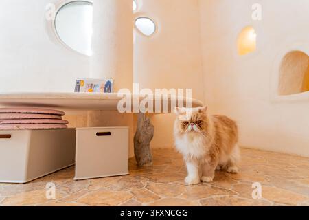 Tokio, Japan, 22. NOV 2024 - Eine flauschige orange-weiße Katze steht auf einem Steinboden in einem cremefarbenen Raum mit runden Fenstern und einem Holztisch. Stockfoto