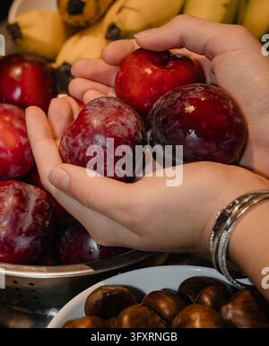Hände, die eine großzügige Handvoll frischer reifer violetter Pflaumen halten, präsentieren biologische Ernte, gesunde Ernährung und Lebensmittel zur Vorbeugung von Krankheiten Stockfoto