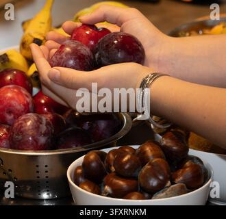 Hände, die eine großzügige Handvoll frischer reifer violetter Pflaumen halten, präsentieren biologische Ernte, gesunde Ernährung und Lebensmittel zur Vorbeugung von Krankheiten Stockfoto