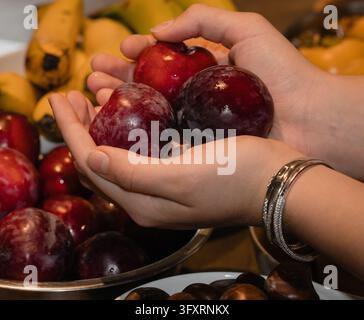 Hände, die eine großzügige Handvoll frischer reifer violetter Pflaumen halten, präsentieren biologische Ernte, gesunde Ernährung und Lebensmittel zur Vorbeugung von Krankheiten Stockfoto