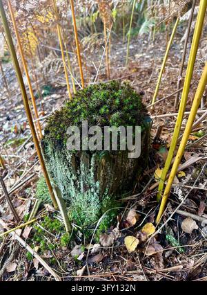Bratmoos auf einem Baumstumpf im Delamere Forest, Cheshire, UK Stockfoto