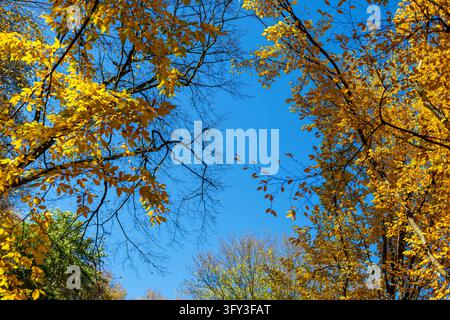 Goldgelbe Herbstbaumäste umrahmen einen klaren blauen Himmel in einem wunderschönen saisonalen Waldkronendach, lebhaftes Herbstlaub, das von hellem Sonnenlicht beleuchtet wird Stockfoto