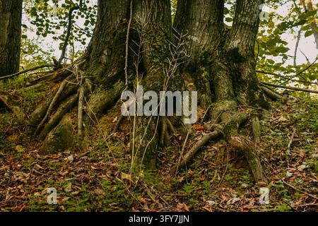 Großer alter Baum mit mehreren Stämmen und freiliegenden, von Moos bedeckten Wurzeln auf einem Waldhang, gefallene Herbstblätter auf dem Boden Stockfoto