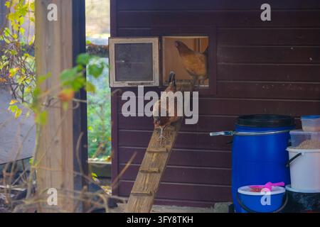 Zwei braune Hühner interagieren mit einem Holzstall in einer Bauernhofumgebung, ein Huhn geht eine schräge Holzleiterrampe hinunter, während ein anderes hinausschaut Stockfoto