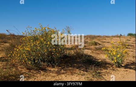 Ein Busch mit hellgelben Blüten gedeiht nahe dem trockenen Flussbett und dem erodierten Hügelland von Nahal HaBesor in der nördlichen Negev-Wüste Israels Stockfoto
