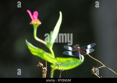 Libelle in Schwarzweiß sitzt zart auf einem dünnen Stiel. Rosa Blüte erblüht sanft neben grünen Blättern im weichen Fokus. Dunkler Hintergrund betont t Stockfoto