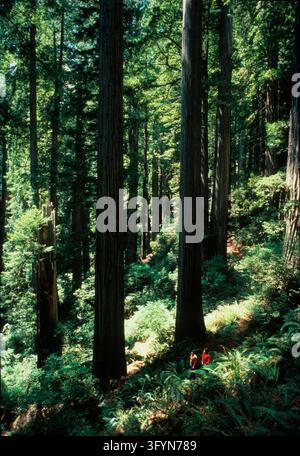 Wanderer gehen entlang des Flint-Ridge-Abschnitts des Küstenpfades, eingerahmt von hoch aufragenden alten Küsten-Rotbäumen Sequoia sempervirens im Redwood-National- und State-Park, Kalifornien, USA. Diese riesigen immergrünen Bäume, zu den größten lebenden Organismen der Erde gehörend, bilden ein dichtes, gemäßigtes Regenwald-Dach über den üppigen Waldboden. Besucher navigieren den gewundenen Fußweg entlang und demonstrieren den öffentlichen Zugang zu bewahrtem Altbestand-Waldland und geschützten Küsten-Wildnisumgebungen in der Pazifikküstenregion. Eine optimierte Version eines Bildes des US National Park Service. Credit: NPS Stockfoto