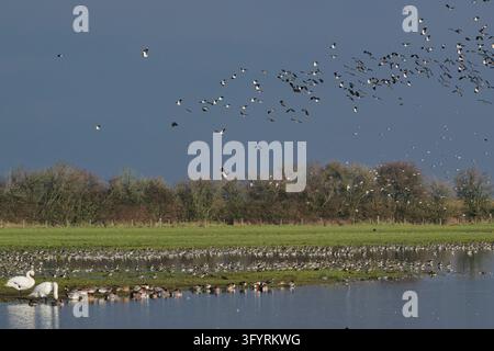 Triel (Vanellus vanellus) und Waldschnepfe (Calidris alpina) gemischter Schwarm fliegt über ruhende Triel, Bewick’s Schwäne und andere Wildenten, Glos, UK, Februar Stockfoto