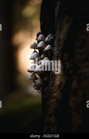 Büschel kleiner Wildpilze, die auf der rauen Rinde eines Baumstamms in einem Wald wachsen. Nahaufnahme mit flacher Tiefenschärfe und einem sanft verschwommenen natürlichen Hintergrund Stockfoto