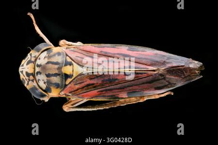 Bunte Zikadenart, Familie Cicadellidae, Rückansicht Makro, Dominikanische Republik (USGS Bee Lab, öffentliches Gut). Stockfoto