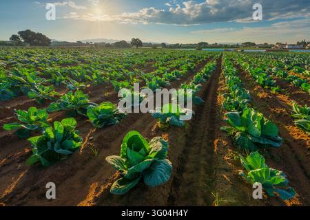 Reihen von jungen grünen Kohlpflanzen wachsen in sandigem Boden auf einem landwirtschaftlichen Hof am Morgen in Cecina, Costa degli Etruschi, Livorno, Toskana, Italien. Stockfoto