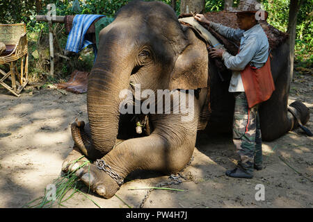 Mahut mit asiatischen Elefanten (Elephas Maximus ...