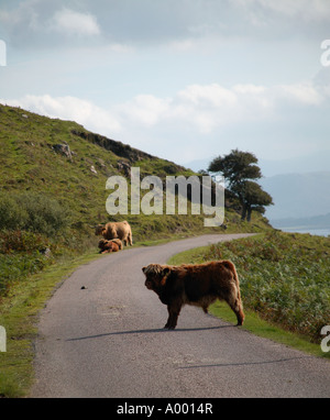 Highland-Kuh männliches Kalb stehen in der Straße während verursacht Stau schmale Landstraße Mull, westlichen Inseln, Schottland Stockfoto