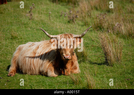 Westlichen Inseln Highland Kuh, Isle of Mull, Schottland UK Europe Stockfoto