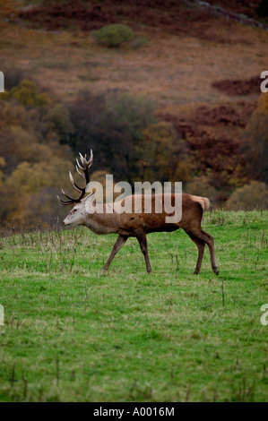 Alte rote Rotwild-Hirsch, Glen Lyon, Perth und Kinross, Schottland Stockfoto