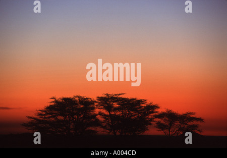 Wüste Baum Silhouette im roten Sonnenuntergang Himmel Campingplatz Solitaire Namibia 2000 Stockfoto
