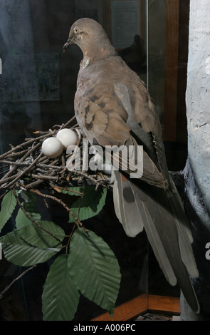 Montierten Wandertaube Pidgeon Cincinnati zoo Stockfoto