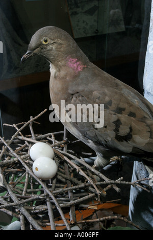 Montierten Wandertaube Pidgeon Cincinnati zoo Stockfoto