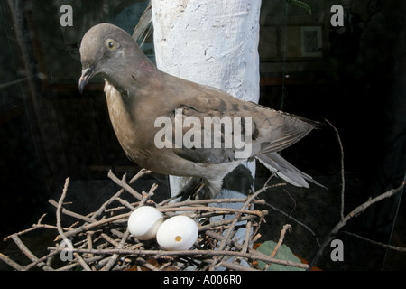 Montierten Wandertaube Pidgeon Cincinnati zoo Stockfoto