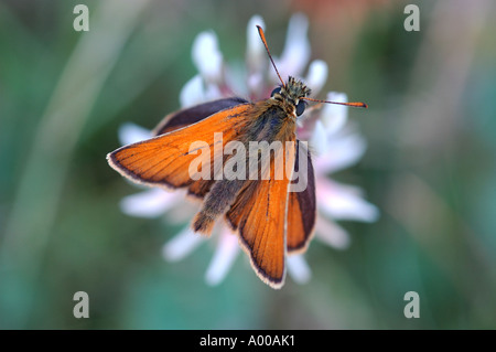 Männliche kleine Skipper Schmetterling auf einer Daisy Blume Stockfoto