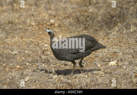 Behelmter Guineafowl Numida Meleagris Kenia Stockfoto