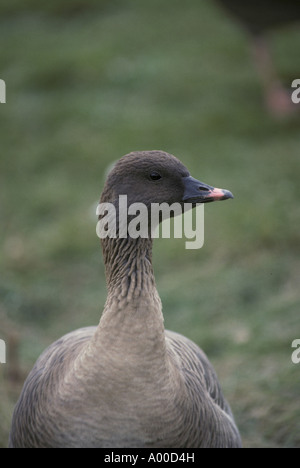 Rosa footed Gans Anser Brachyrhynchus Nahaufnahme des Kopfes Stockfoto