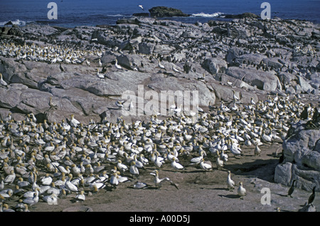 Cape Gannet Sula Capensis Kolonie in Lamberts Bay-Südafrika Stockfoto