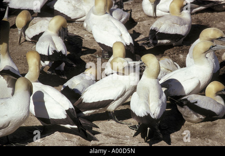 Cape Gannet Sula Capensis Nahaufnahme gegenseitige Fellpflege Stockfoto