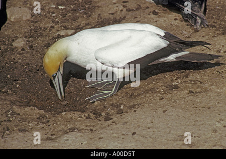 Cape Gannet Sula Capensis hautnah am Boden Verschachtelung Materialien sammeln Stockfoto