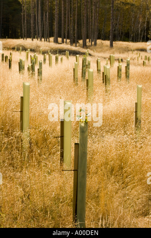 Klar fiel Protokollierung und Regeneration Plantage, Herbst, Schottland, UK Stockfoto