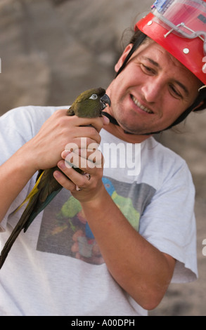 Dr. Juan Masello veranschaulicht, wie die (Cyanoliseus s. Patagonus} zu beißen und Verletzungen, El Condor Argentinien zu vermeiden halten Stockfoto