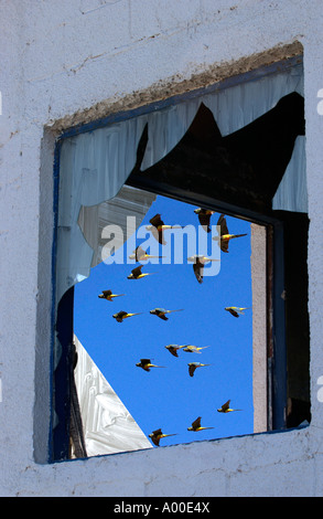 Grabende Papagei (Cyanoliseus s. Patagonus) fliegen Balneario El Condor Nordost Patagonien Argentinien Stockfoto