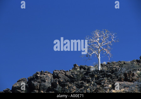 Weißen Baum auf schwarzen Felsen Namibia 2000 Stockfoto