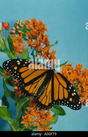 Schöne Monarch-schmetterling mit Flügeln entfalteten hocken auf orange auf Schmetterling Unkraut, Blumen, USA Stockfoto