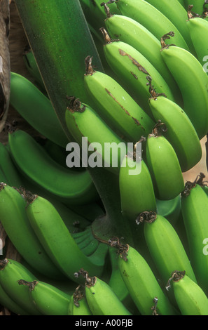 Reihe von grüne unreife Bananen wachsen Stockfoto