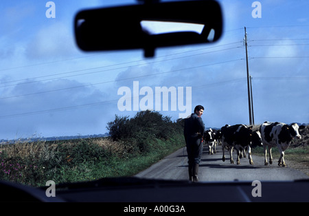 Landwirt beweglichen Rinder auf einer Straße in der Nähe von Quimper, Bretagne, Frankreich. Stockfoto