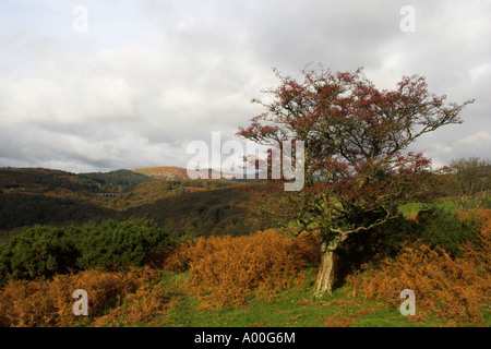 Herbstfarben auf Dartmoor Devon UK. Stockfoto