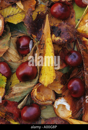 Close Up von Conkers und Blätter und Muscheln im Herbst in Großbritannien Stockfoto