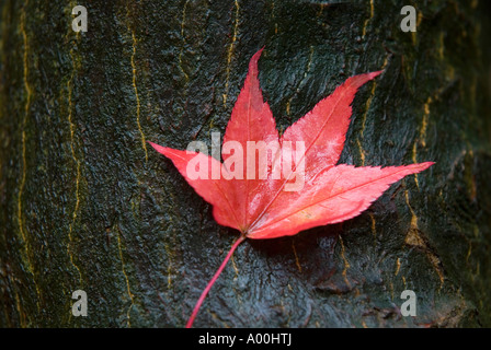 Einzelne japanische Ahorn Acer Blatt am Stamm Queenswood Arboretum in der Nähe von Leominster Herefordshire Herbst Farbe Stockfoto