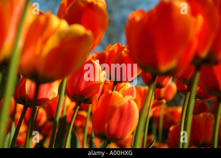 Rote Tulpen hautnah abstrakte Postkarte Stockfoto