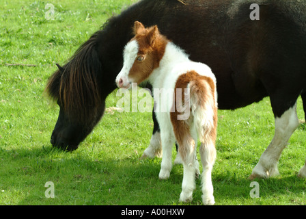 süße Mutter und Fohlen Pferd Shetland pony Stockfoto