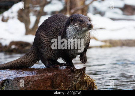 Europäischen Fischotter Lutra Lutra auf Felsen im Winter nach dem Tauchen Stockfoto