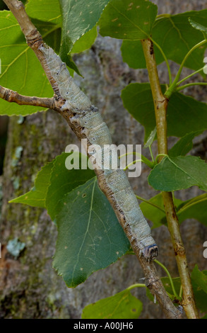 Blaue Underwing Motte oder Clifden Nonpareil Catocala Fraxini Raupe auf Pappel Zweig in Gefangenschaft Stockfoto