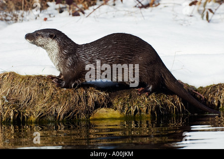 Europäischen Fischotter Lutra Lutra aus dem Wasser im Winter Stockfoto